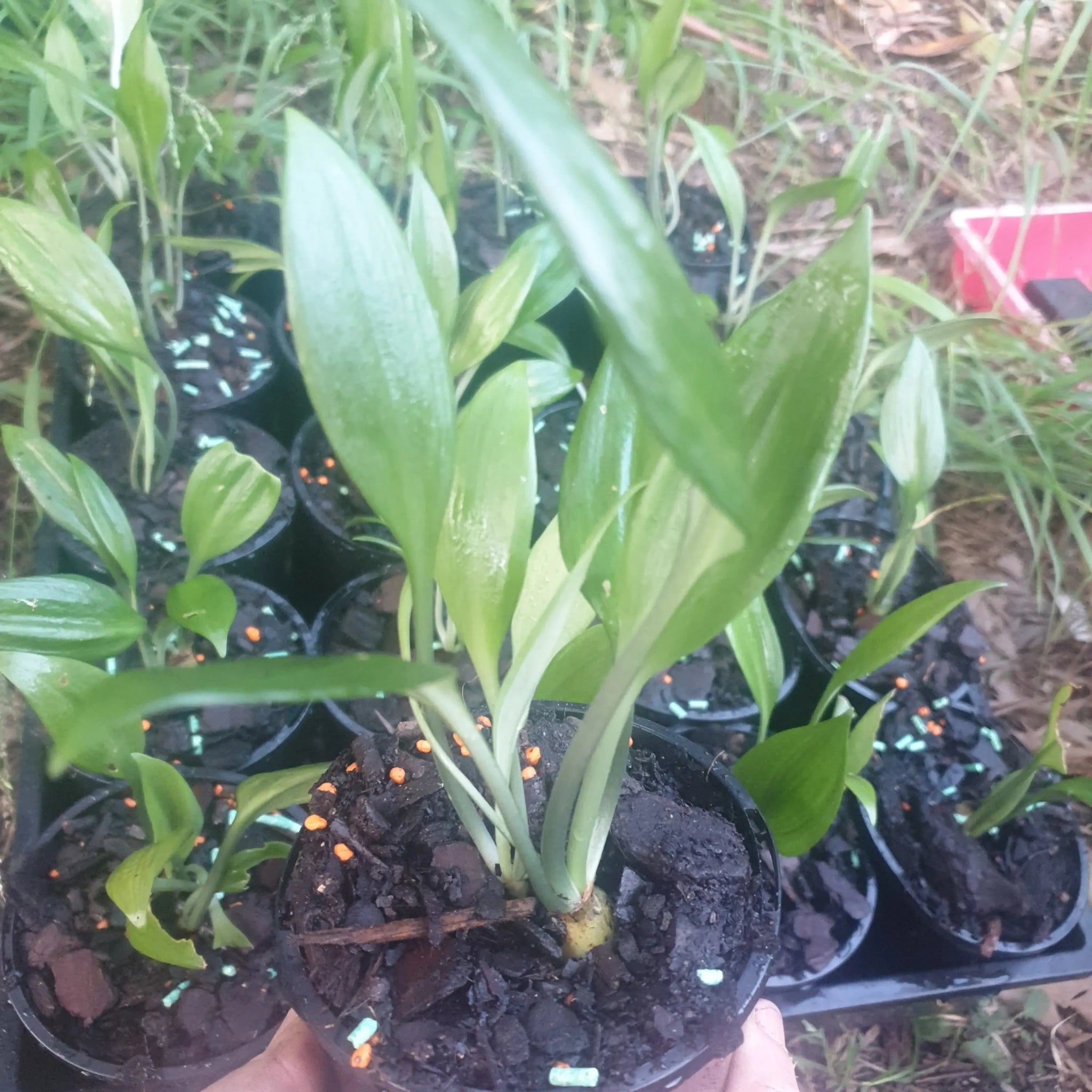 Eucharis Grandifolia &