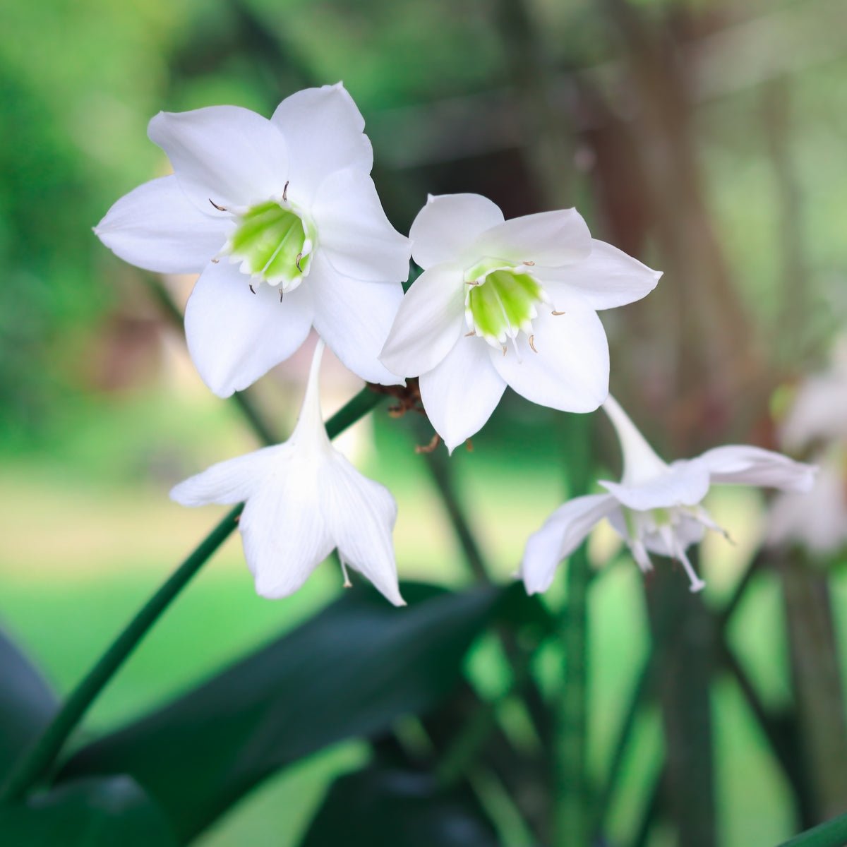 Eucharis grandifolia &