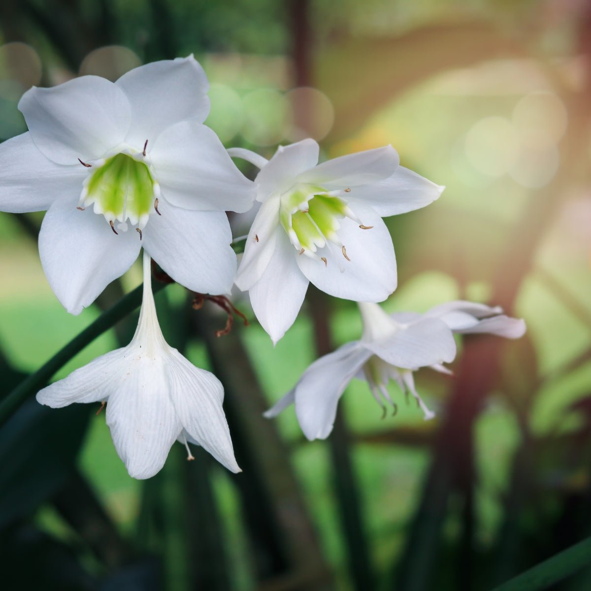 Eucharis grandifolia &