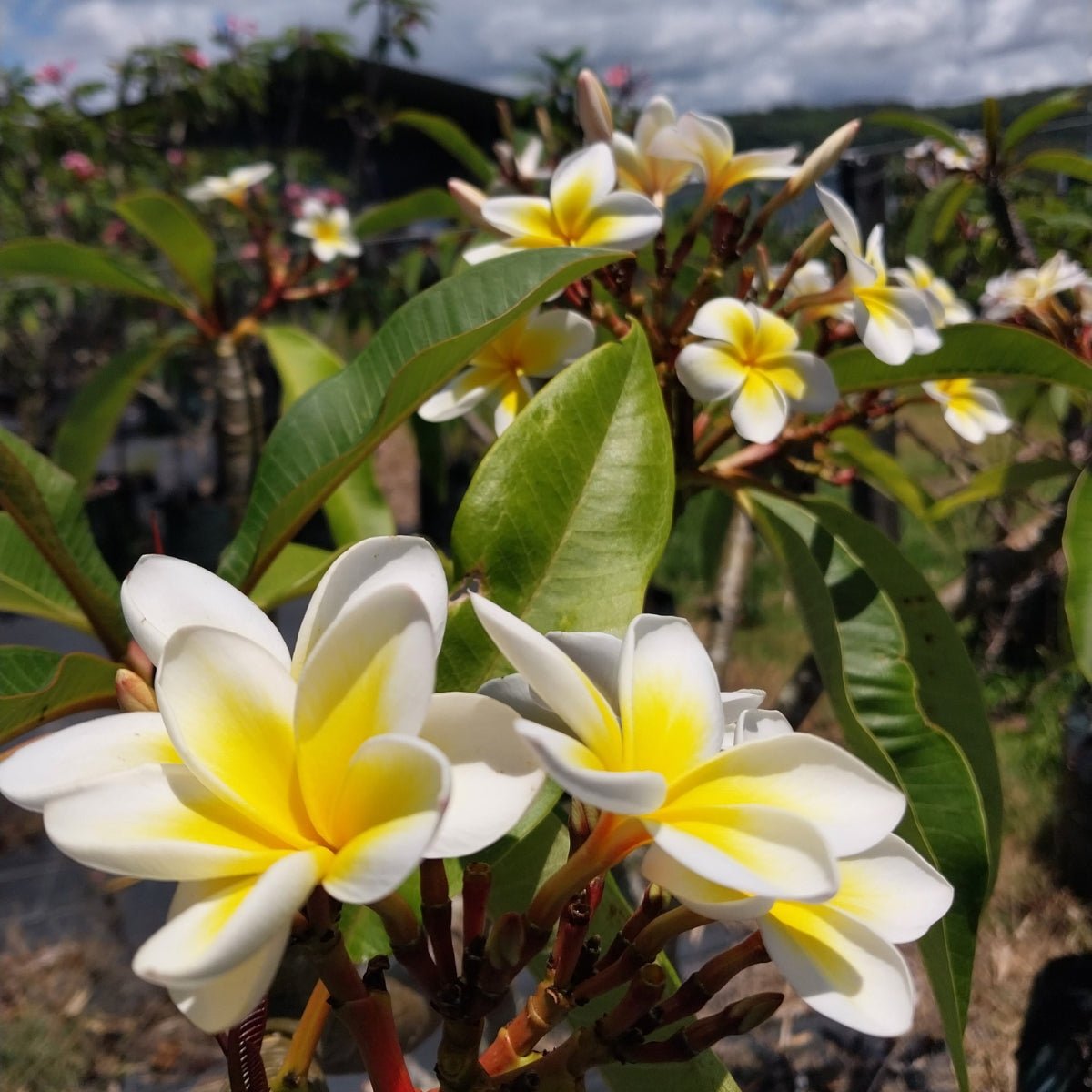 Frangipani (Plumeria Rubra) - Cuttings &amp; Bare-rooted - Oldboy&