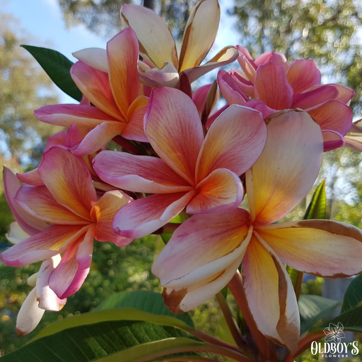 Frangipani (Plumeria Rubra) - Cuttings &amp; Bare-rooted - Oldboy&