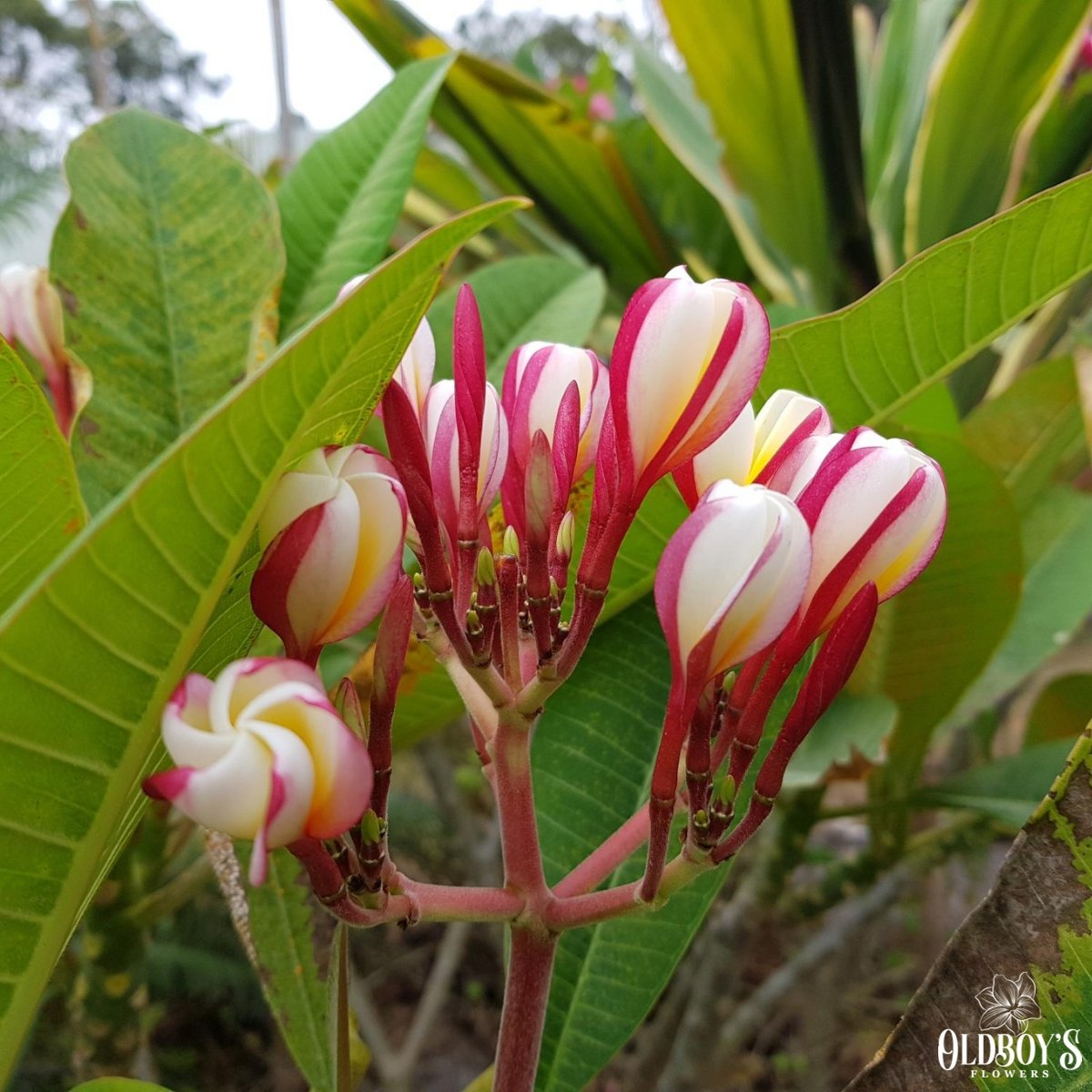 Frangipani Barerooted Ready To Plant Oldboy's Flowers