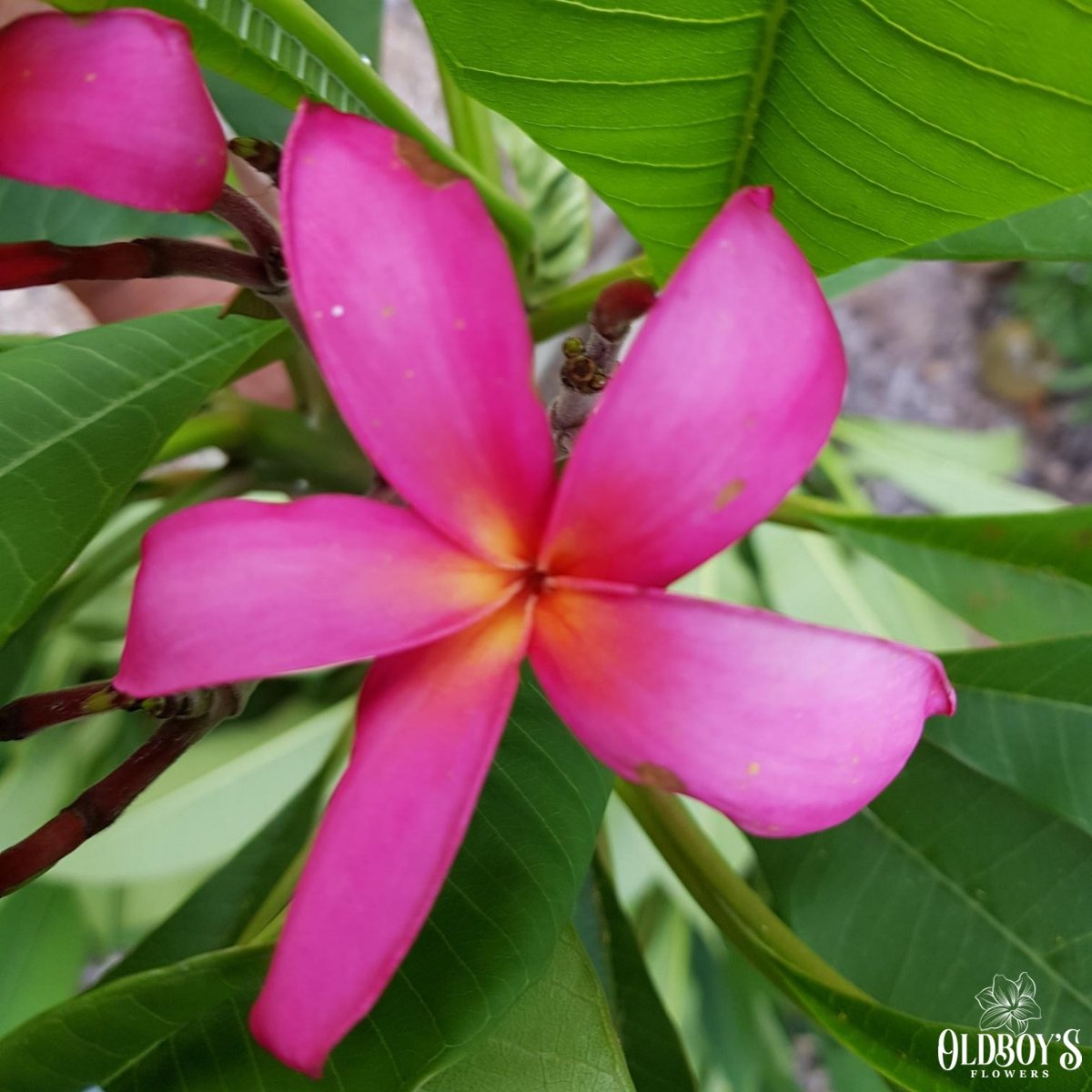 Frangipani Barerooted Ready To Plant Oldboy's Flowers
