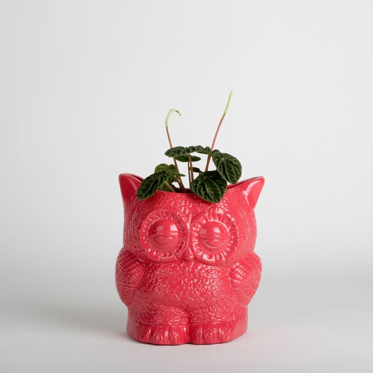 Hoot Owl Pot - Oldboy&