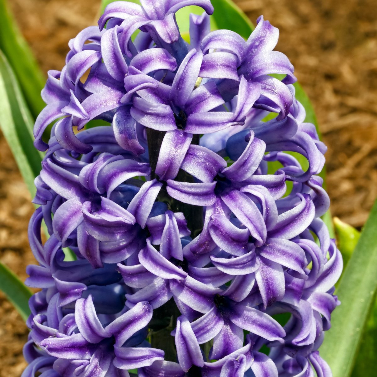 Hyacinths - Oldboy&