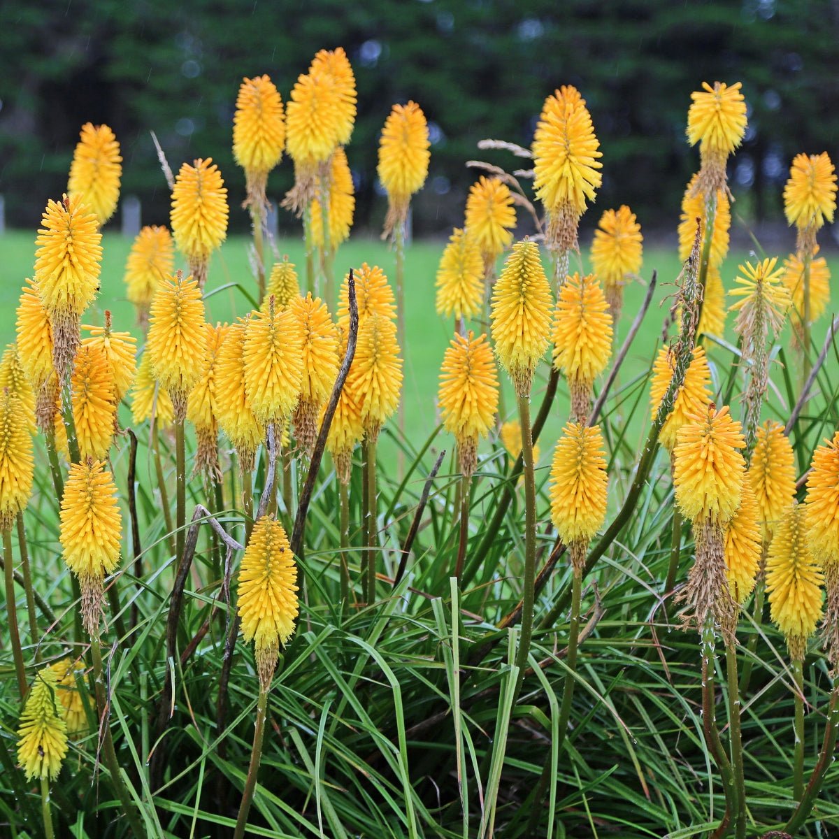 Kniphofia uvaria | Poco Yellow - Oldboy&