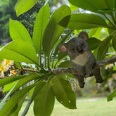 Koala Fence Sitter | 22cm - Oldboy&