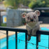 Koala Fence Sitter | 22cm - Oldboy&