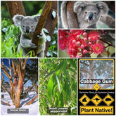 Koala Food Collection with Ornamental Gum Nuts - Oldboy&
