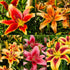 Liliums - Asiatic - Oriental - Asiatic - AOA - Oldboy&