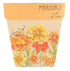 Marigolds Gift of Seeds - Oldboy&