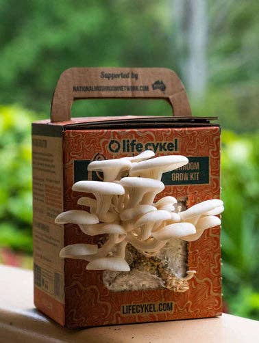 Oyster Mushroom Grow Kit - Oldboy&