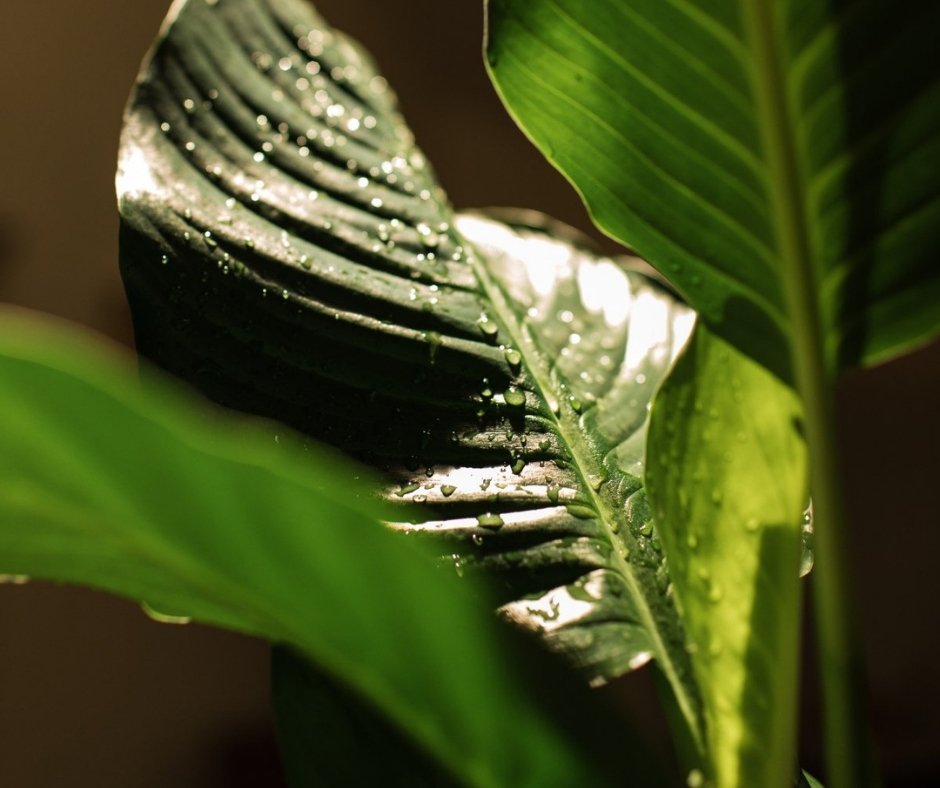 Peace Lily - Spathiphyllum Sensation - Oldboy&