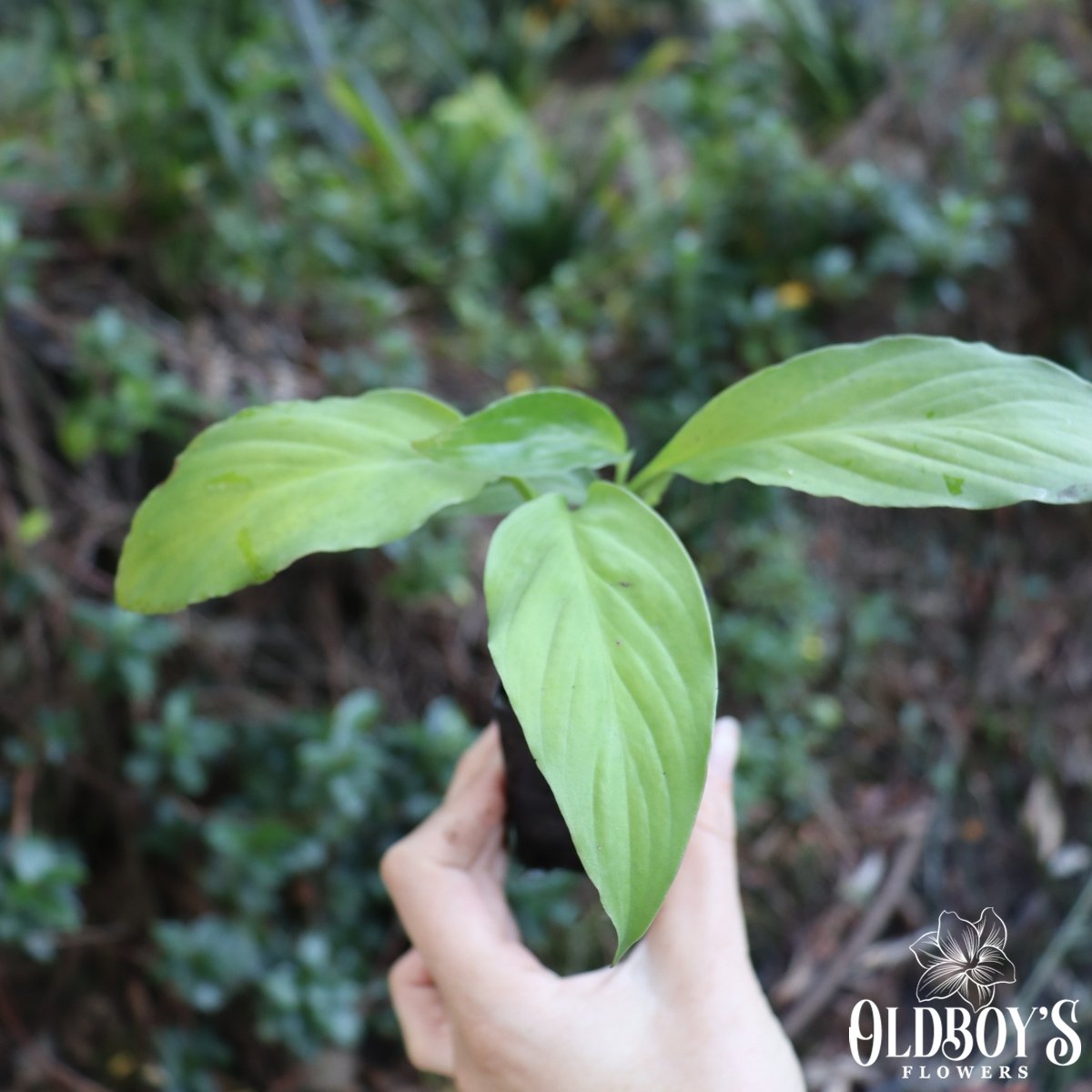 Peace Lily - Spathiphyllum Sensation - Oldboy&