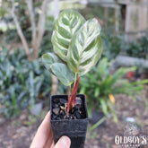 Peacock Plant (Calathea Makoyona) - Oldboy&