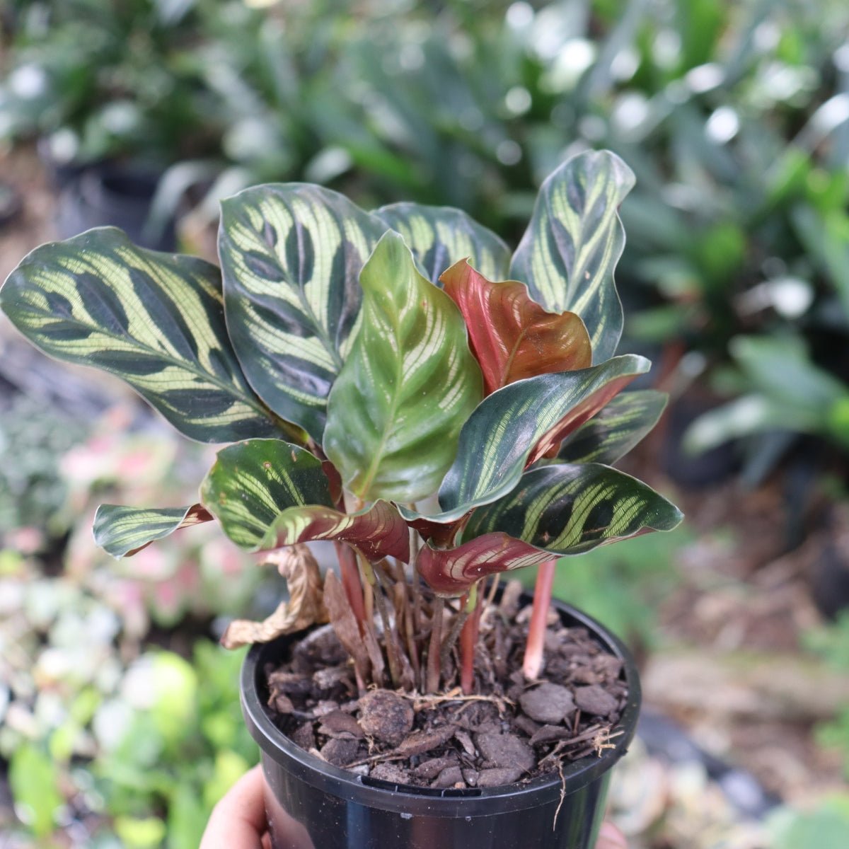 Peacock Plant | Calathea Makoyona - Oldboy&