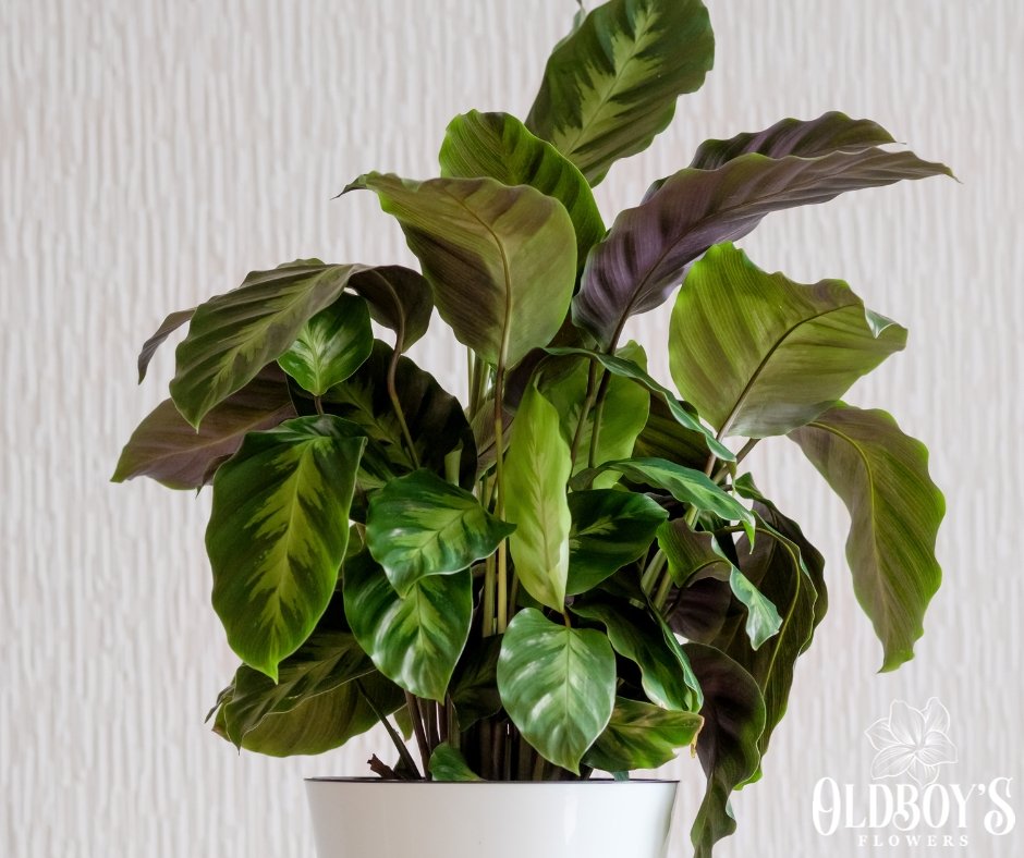 Peacock Plant (Calathea Makoyona) - Oldboy&