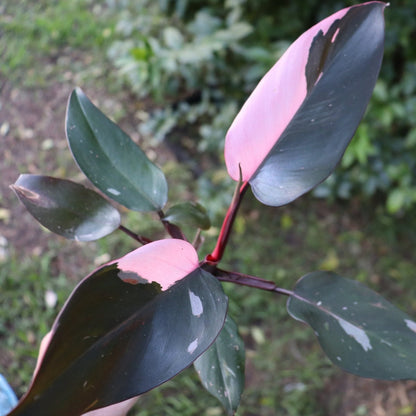 buy pink princess philodendron canada Philodendron Pink Princess