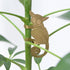 Plant Animal - Bush Baby, hanging plant decoration - Oldboy&