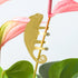 Plant Animal - Chameleon, houseplant gift - Oldboy&