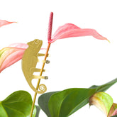 Plant Animal - Chameleon, houseplant gift - Oldboy&