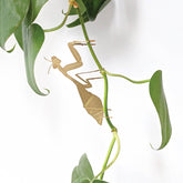 Plant Animal - Praying Mantis, insect plant decoration - Oldboy&