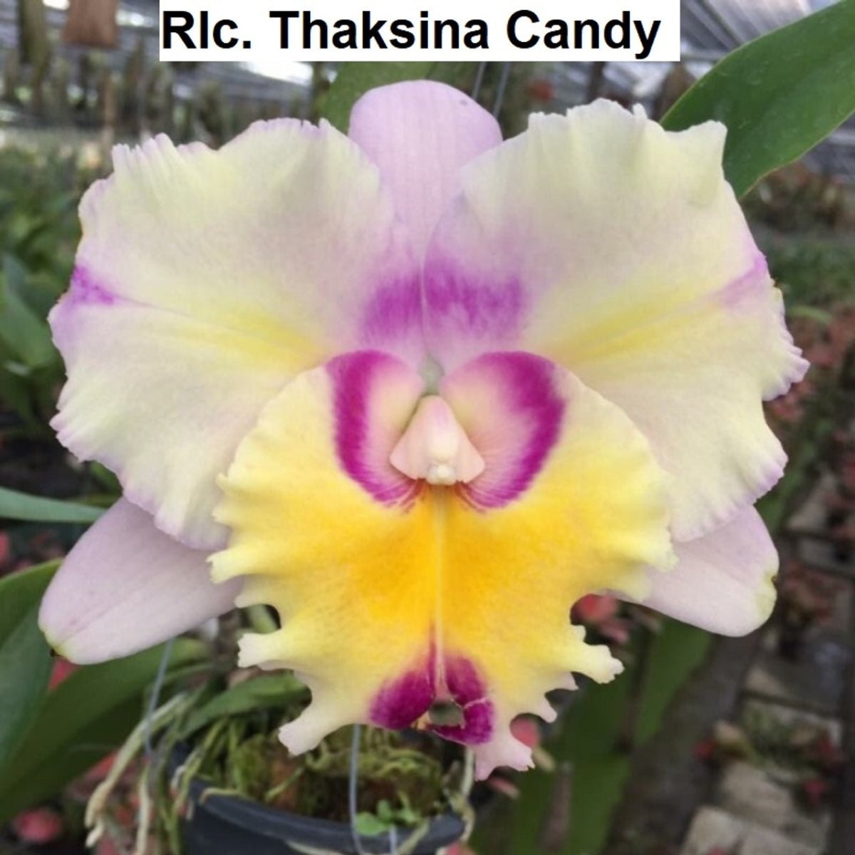 Romantic Orchid Surprise: Valentine&