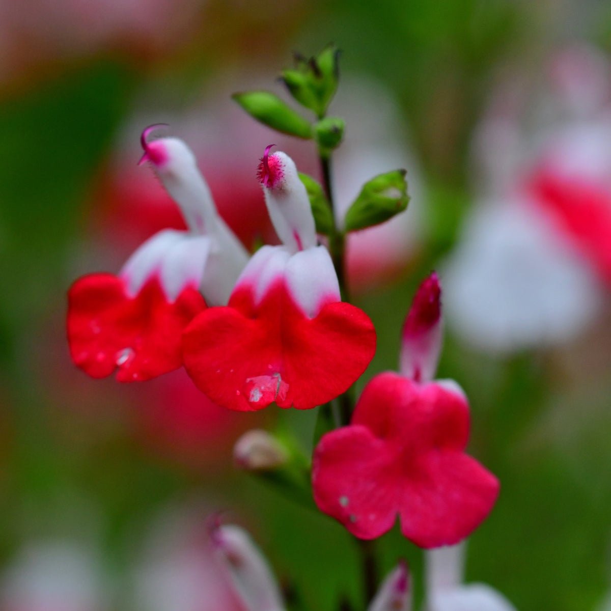 Salvia Microphylla | Hot Lips - Oldboy&