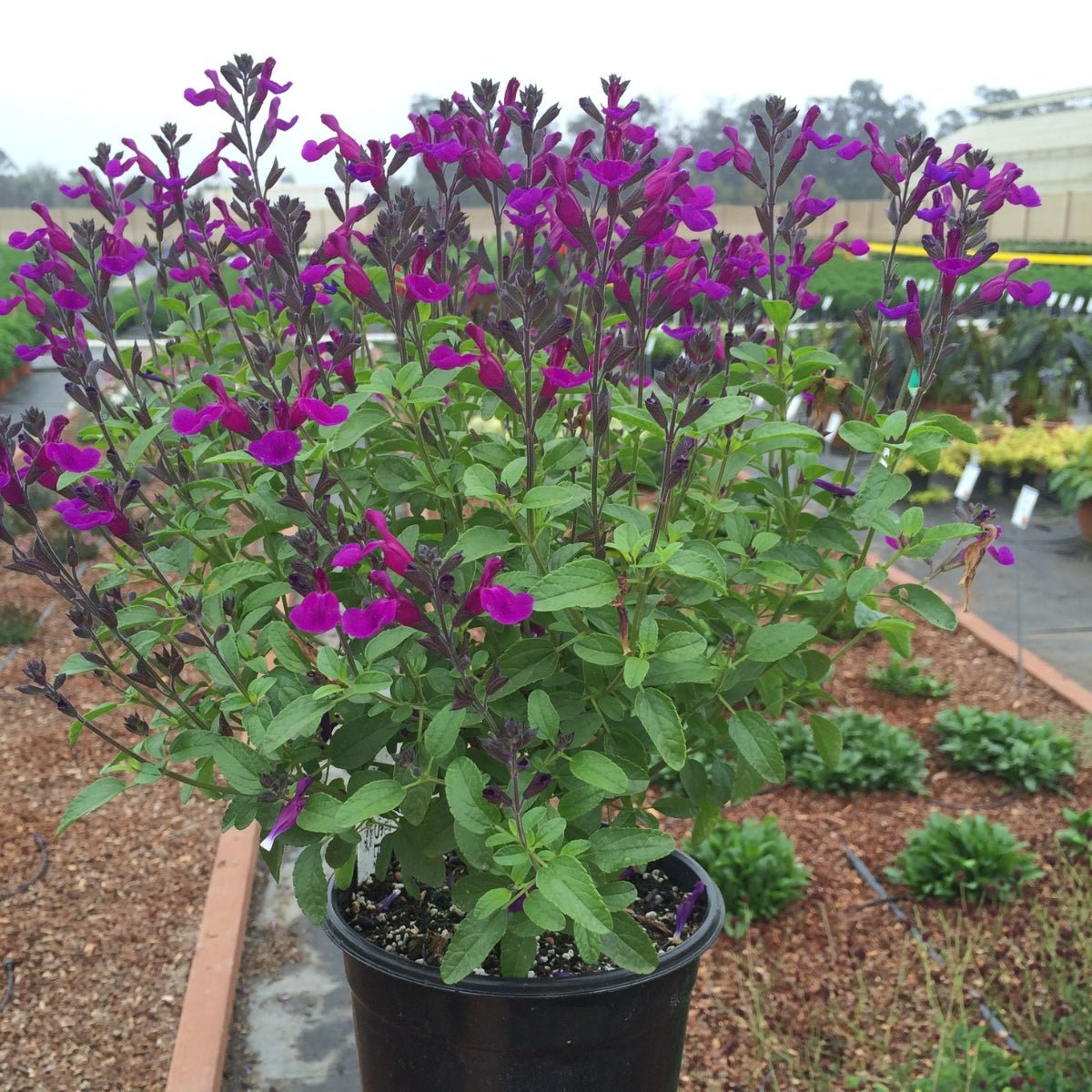 Salvia x jamensis | Ignition Purple - Oldboy&