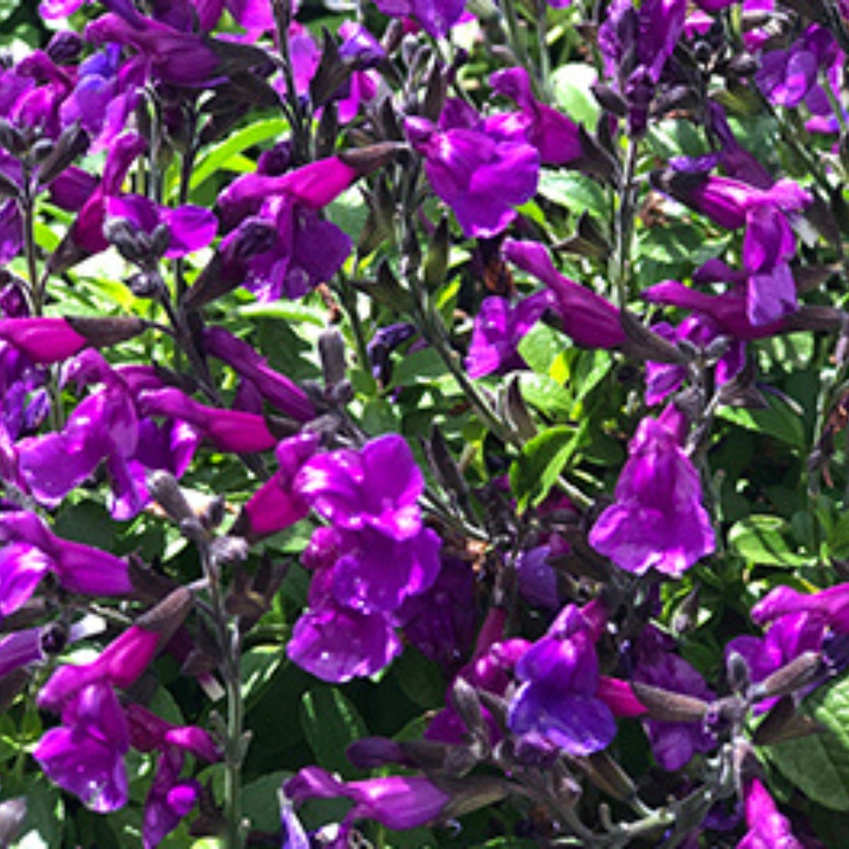 Salvia x jamensis | Ignition Purple - Oldboy&