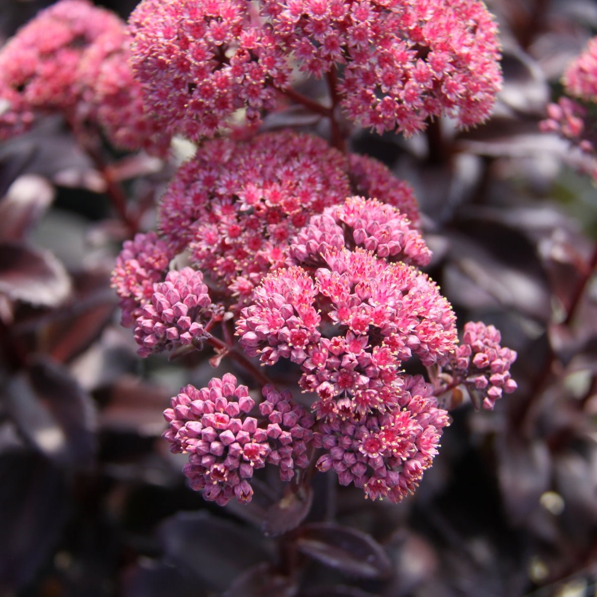 Sedum hybrid | Dark Magic - Oldboy&