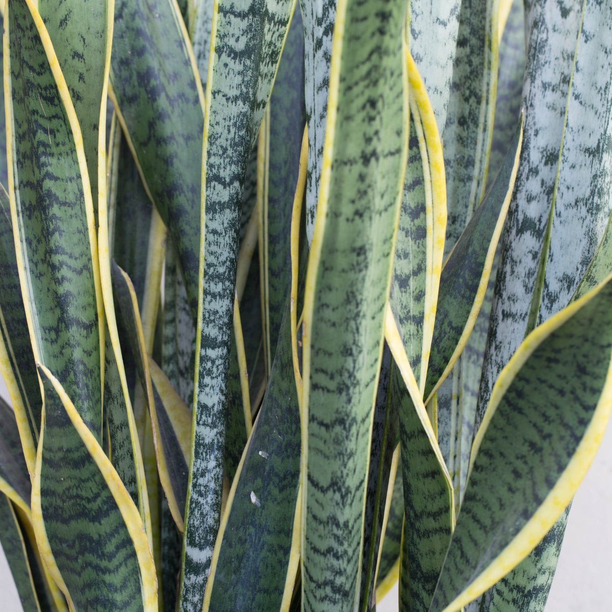 Snake Plant | Mother-In-Law&