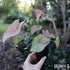 Syngonium Pink - Pink Arrowhead Plant - Oldboy&