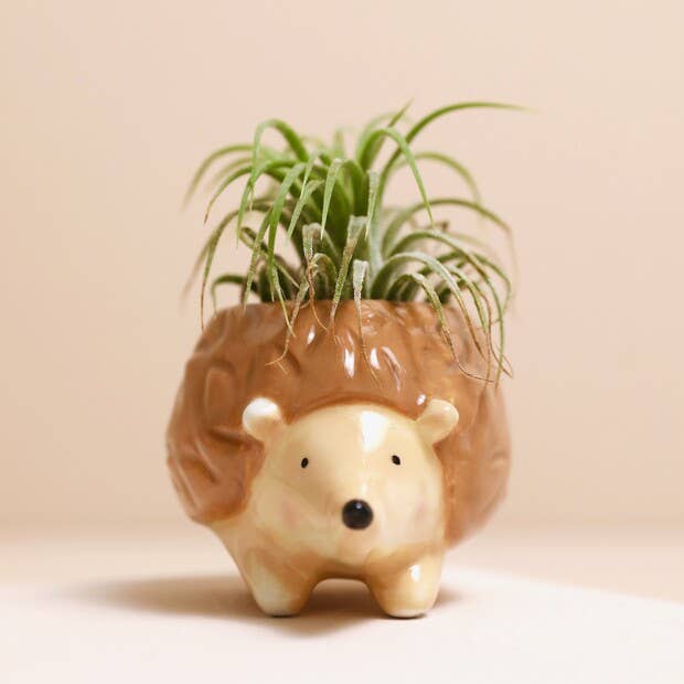 Tiny Hedgehog Airplant Holder - Oldboy&