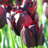 Tulips - Single Late - Oldboy&