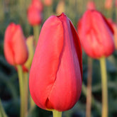 Tulips - Single Late - Oldboy&