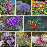 Wildflowers For Native Pollinators - Oldboy&
