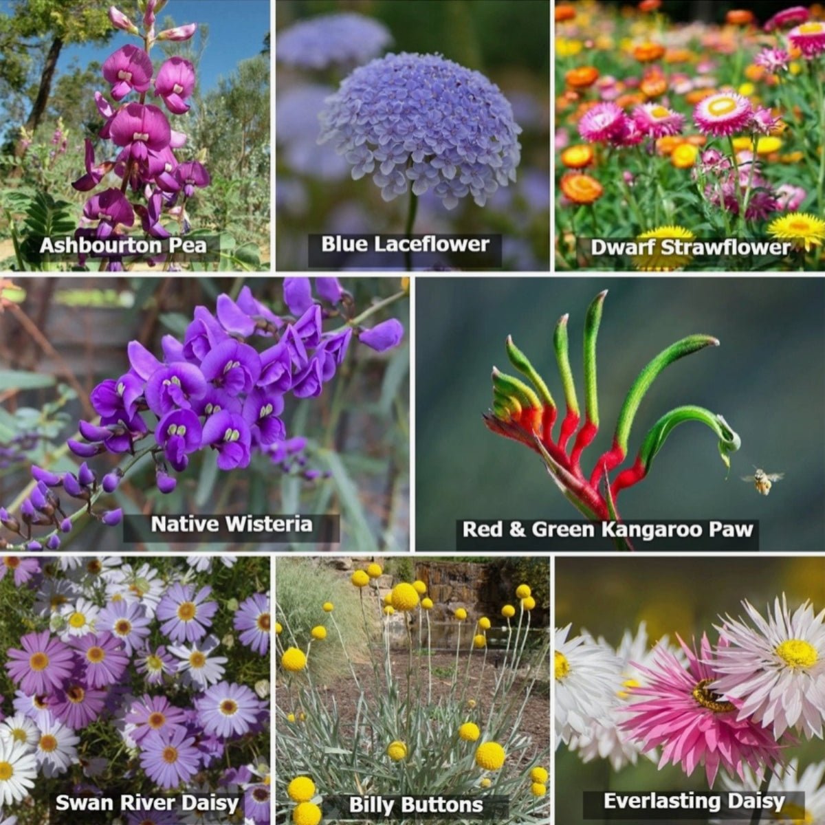 Wildflowers For Native Pollinators - Oldboy&